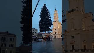 Į Kauno Rotušės Aikštę Jau Atkeliavo Kalėdų Eglė