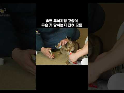 집사 2명이면 고양이 발톱 고민 싹 #shorts