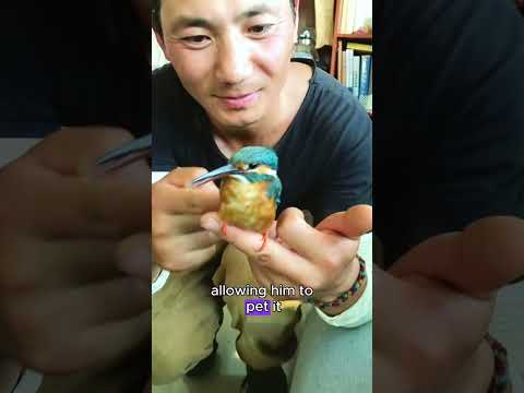 Thawing Out A Kingfisher Kingfisher Shorts Animals Cute