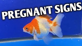 How to know goldfish is pregnant | Goldfish pregnant signs | Pregnant goldfish .