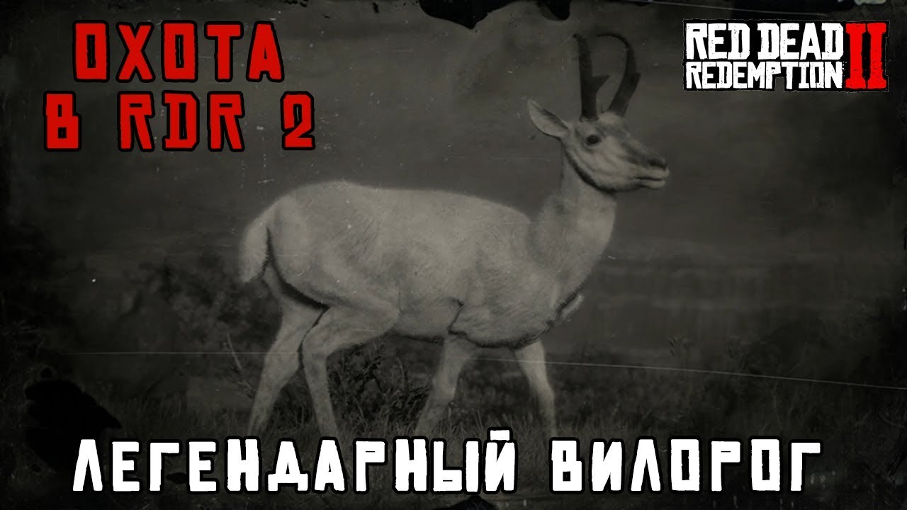 Rdr 2 легендарный вилорог. Шкура вилорога. Легендарный вилорог в рдр. Red dead redemption вилорог. Rdr 2 легендарный вилорог на карте.