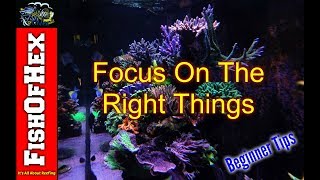 Don't Get Overwhelmed By Your Saltwater Aquarium | Tips For Success