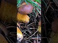 Маслёнок кедровый плачущий (Suillus plorans) short #shorts