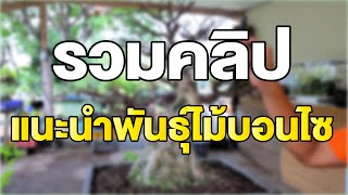 รวมตอนแนะนำพันธ์ไม้บอนไซ ตอนที่ 1- 3