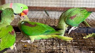 Why Possible Naturally Feeding Parrot in Home - Alexandrine baby Feeding Tips at Home -Green PARROT