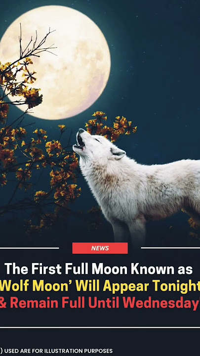 Full Moon Wolf Howling.