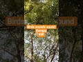 happyharmon endorphin serotonin #nature flow relaxing birds sounds