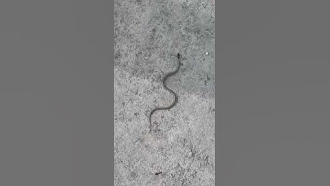 Naagin snake || नागिन साँप || #real life experience with a snake