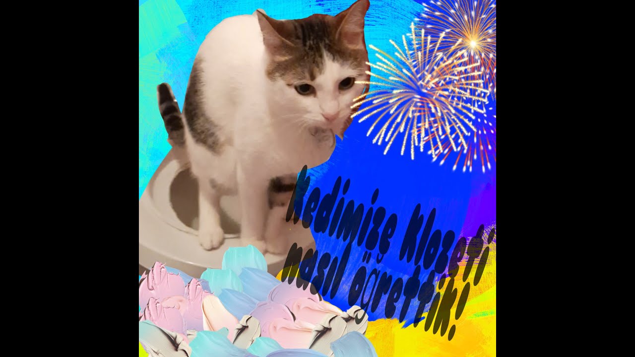 KEDİ ALMAK İÇİN EN İYİ İKNA YOLU!! KEDİMİZE KLOZETİ NASIL ÖĞRETTİK