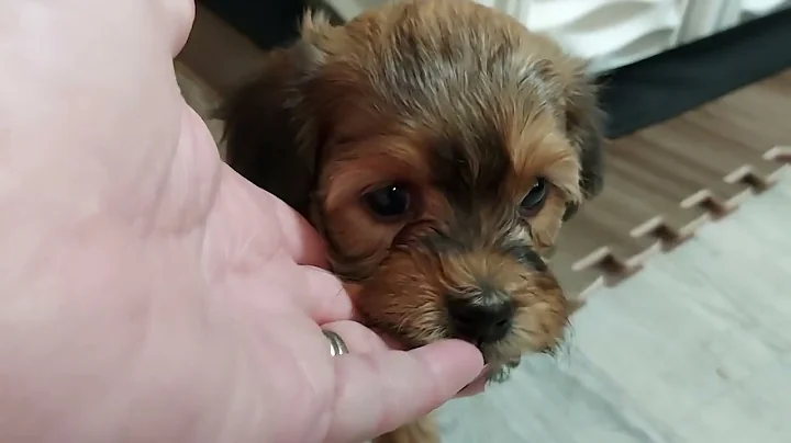 Havanese puppies.  5 weeks and 5 days old.