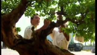 Vietbonsai.vn - VTV Th?m v??n sinh v?t c?nh K? S?t