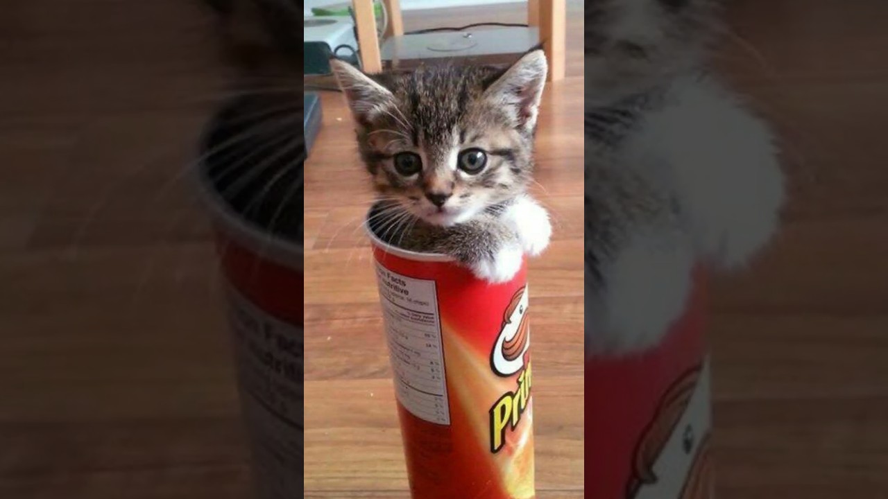 Funny animal videos 2023🤣 Funny cat videos and dogs – Funny videos #35 #shorts #cats #dogs