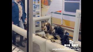 InflataFENCE®  Inflatable Pet Fence  Reviews at 2022 Canberra Caravan Expo  Big Sky Innovations