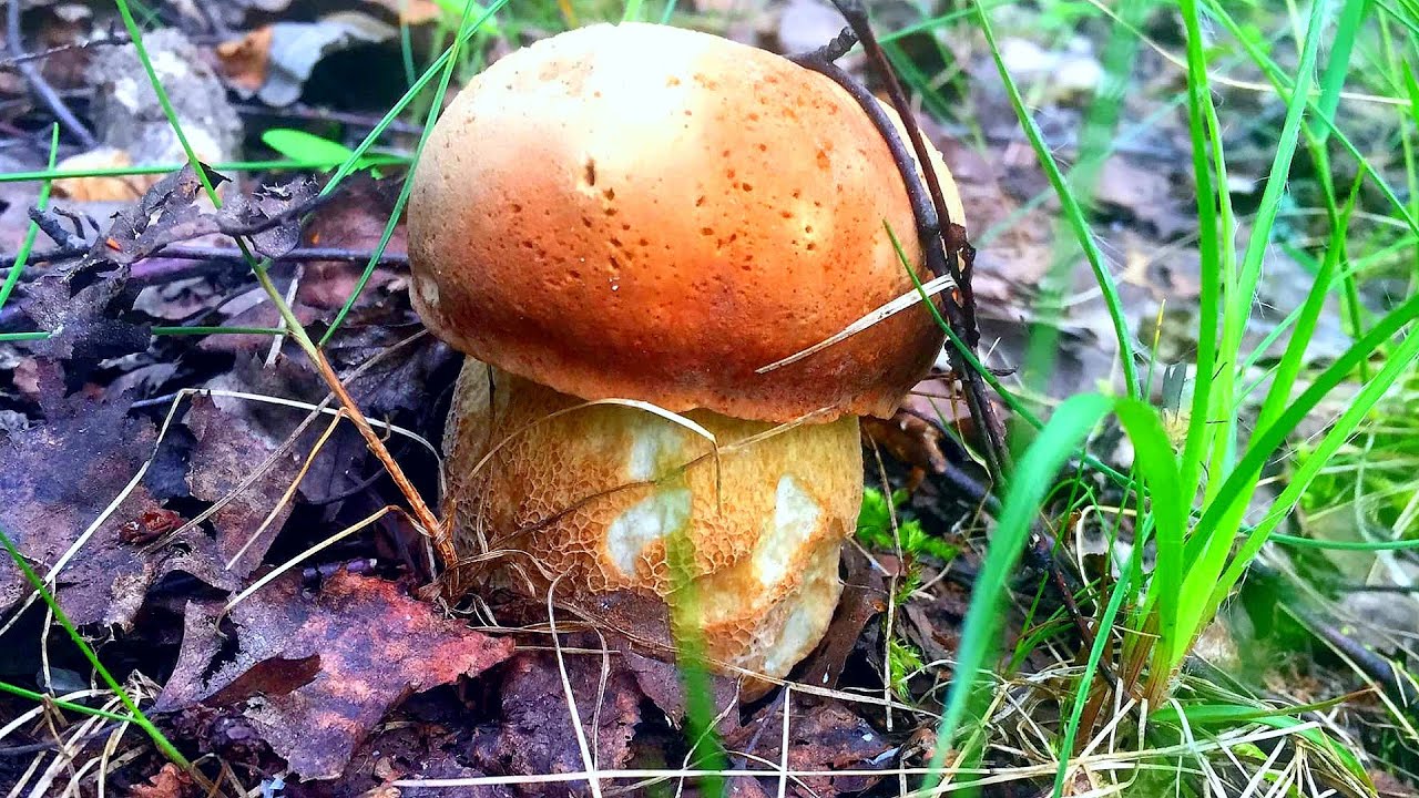 БЕЛЫЕ ГРИБЫ растут ПОЛЯНАМИ, но уже волна отходит, ЛИСИЧКИ ИДУТ В ЖАРУ ...