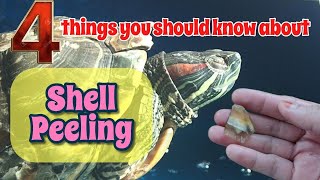 Shell Peeling on Red Eared Slider Turtle | Cengkerang Kura-Kura Brazil