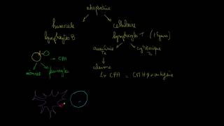 Lymphocytes T Auxiliaires Ta