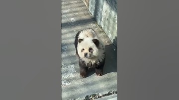 Visitors outraged as Chinese zoo dyes dogs to look like pandas #shorts