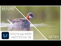 How do I Edit my photos? || Editing bird photographs in Adobe Lightroom