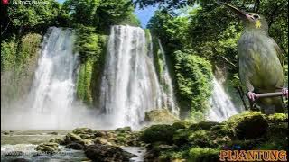 pijantung gacor full isian membuat burung lain ikut bunyi ~ aa idoet channel