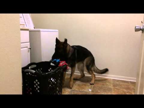 Helpful dog loads washing machine for owner