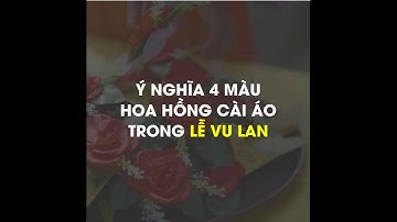 Ý NGHĨA 4 MÀU HOA HỒNG CÀI ÁO LỄ VU LAN