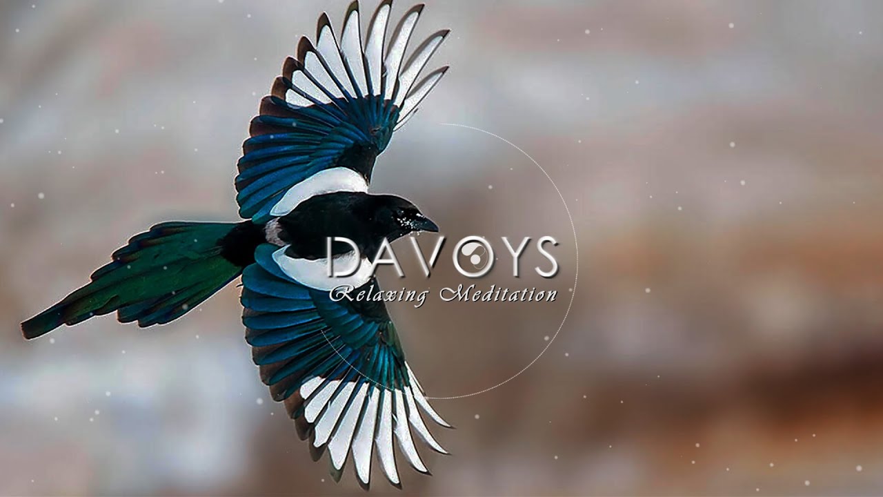 Watch Relax music, meditation music, Tree Birds Magpie, Piano Ambient for stress relief & sleep music, on YouTube Watch Relax music, meditation music, Tree Birds Magpie, Piano Ambient for stress relief & sleep music, on YouTube