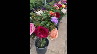 YouTube studio💐#follow #shorts #love🌷🌹