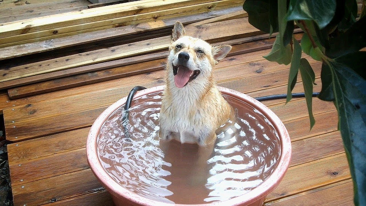 Jang-geum get in the bucket and relieves the heat puppy paradise