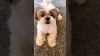 Shihtzu dog training time | hand shake training #shihtzu #dog #viral