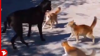 This Dog Messed with the Wrong Cats  It Pays Full Price