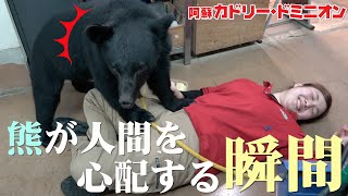 大好きな飼育員さんが倒れたときの熊の反応が可愛すぎてたまらない