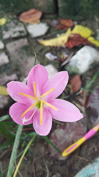 #song #flowers