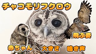 チャコモリフクロウって知ってる？大きさや鳴き声、赤ちゃん姿etc. 可愛い魅力いっぱい