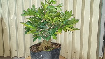 Giao lưu mai cúc thọ hương và đại lộc ngày 10,05,2022 ĐT 0977329080 hiền mai vàng