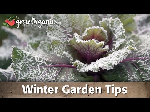 Wideo: Zimowa pielęgnacja miejskich ogrodów – jak zimować miejski ogród