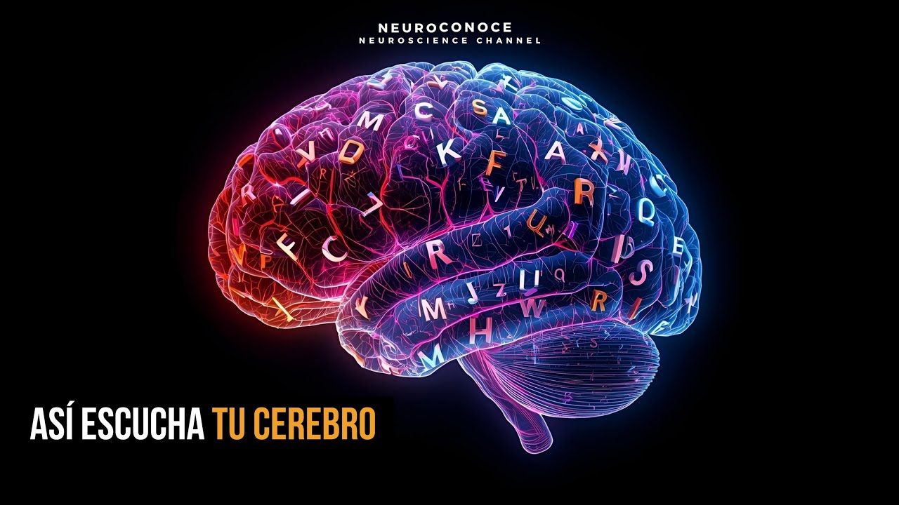 Área De Wernicke: Clave Cerebral De La Comprensión Del Lenguaje Explicada Con Neurociencia