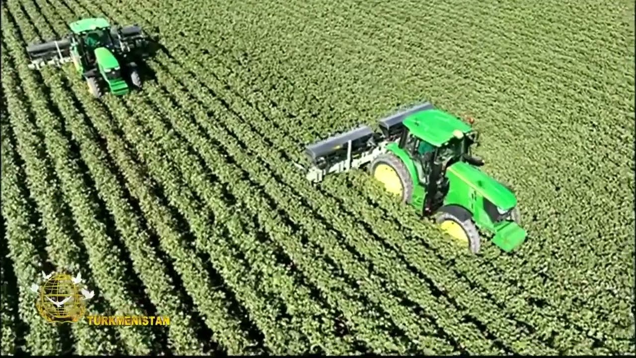 Уход за хлопчатником в Туркменистане — важный этап будущего урожая