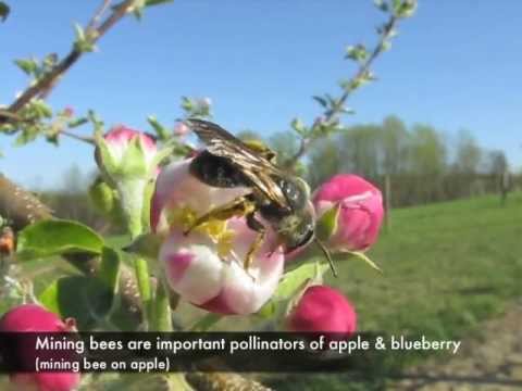 Wild bees pollinating crops in the mid-Atlantic U.S.