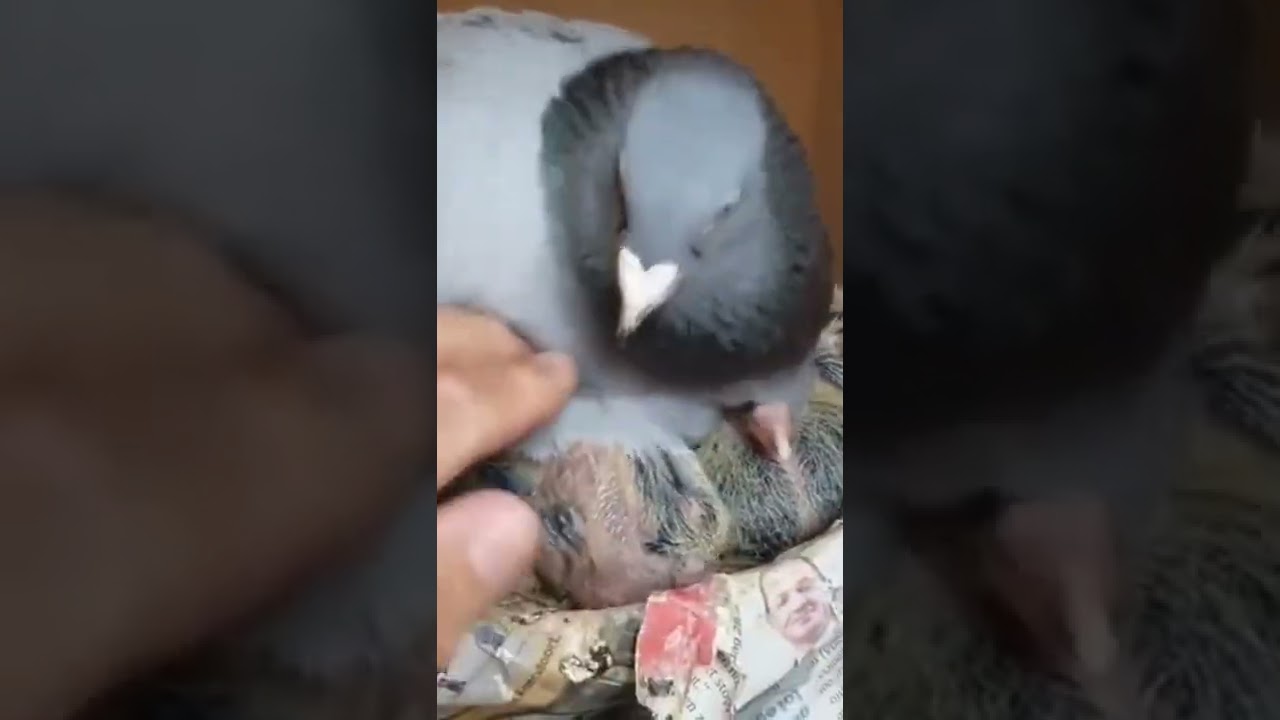 Best Creative Eagle Bird Trap Make From Technology Trap That Works 100 %