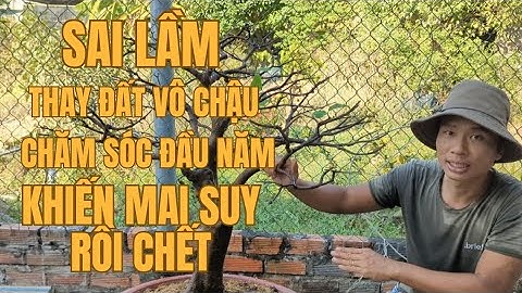 NHỮNG SAI LẦM KHI VÔ CHẬU, THAY ĐẤT LÀM MAI VÀNG SUY RỒI CHẾT - zalo 0906280826