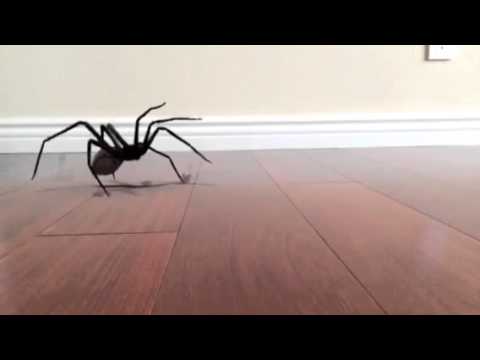 SPIDER JUMP SCARE