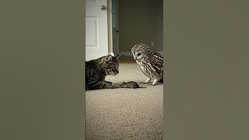 Owl and Cat Face Off for a Mouse