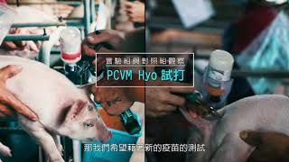 Download Lagu MSD Porcilis PCV M Hyo 疫苗施打測試 MP3 Download Lagu MSD Porcilis PCV M Hyo 疫苗施打測試 MP3