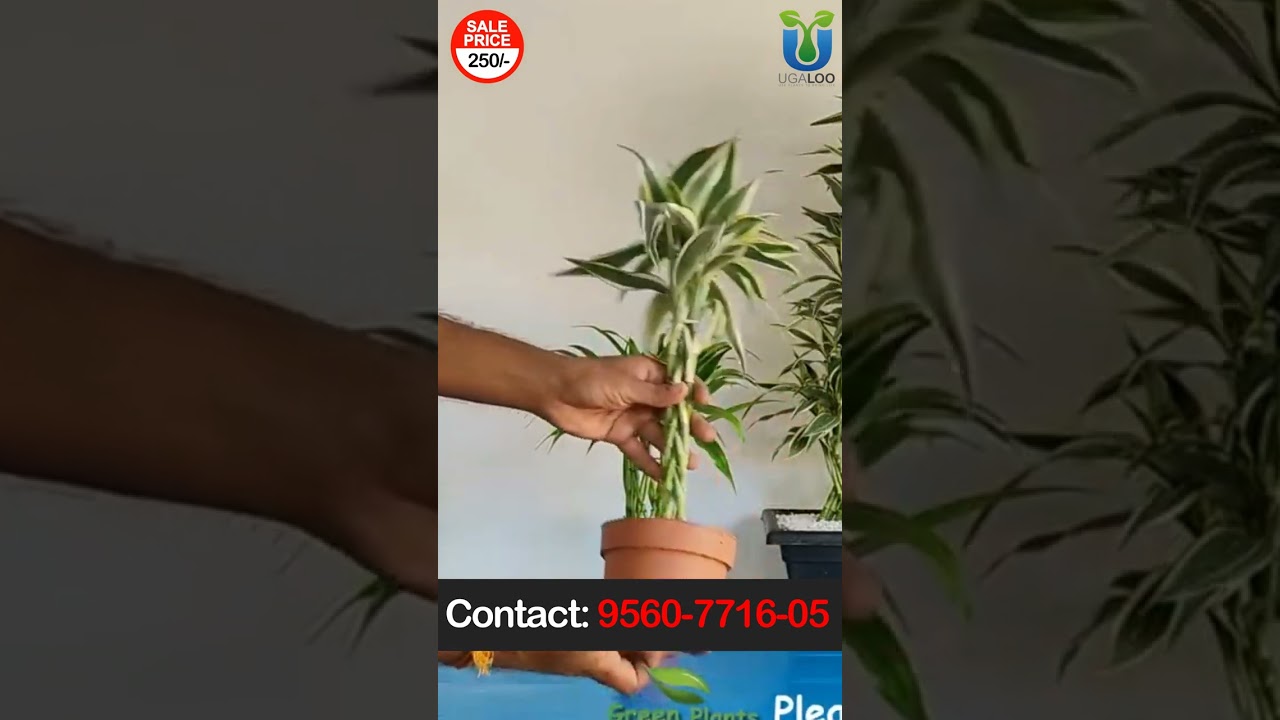 Bambo Plant Live 
