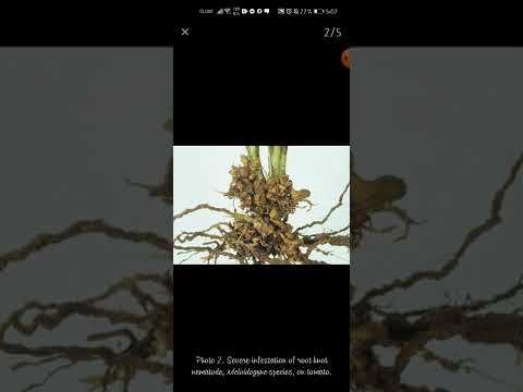 Video: Celery Nematode Control - Yuav Ua Li Cas Tswj Celery Nrog Hauv paus Knot Nematodes
