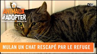 Mulan Un Chat Rescapé Par Le Refuge.