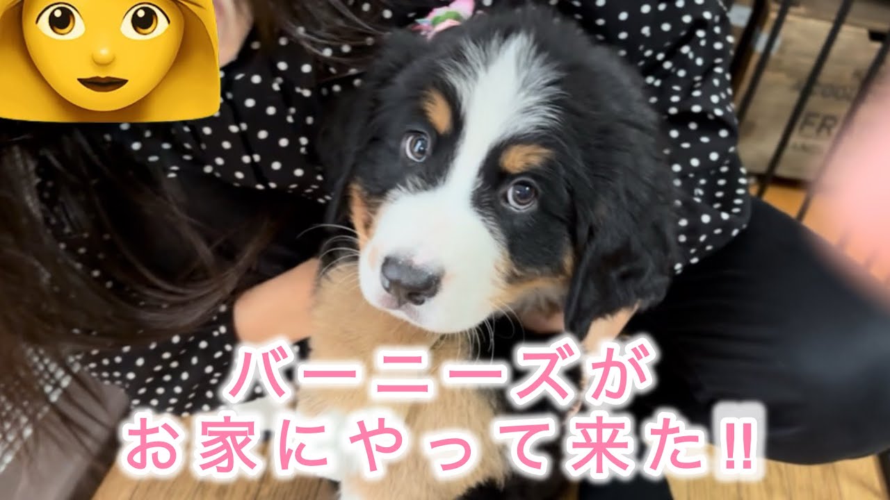 お家にお迎えしました🐶
