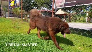 Tibetan Mastiff by ZDB Kennel 187 views 1 year ago 45 seconds