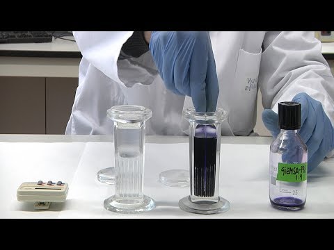 Video: Verschil Tussen Giemsa Stain En Wright Stain