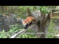 高知県立のいち動物公園 「レッサーパンダ」 の動画、YouTube動画。